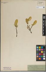 Foto von Salix lanata L.